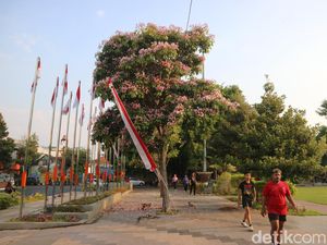 Tabebuya di Alun-alun Pati Bermekaran, Jalan Sore Makin Betah Tabebuya di Alun-alun Pati Bermekaran, Jalan Sore Makin Betah