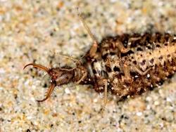 Jago Akting! Serangga Ini Pura-pura Mati hingga 1 Jam untuk Kelabui Musuh