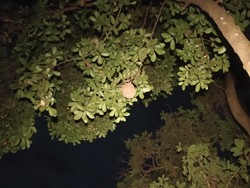 Damkar Sleman Eksekusi Sarang Tawon Vespa di Pohon 5 Meter