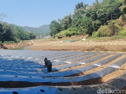 Kejelian Ijip Sulap Sungai Cibitung yang Mengering Jadi Kebun Cabai