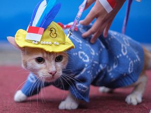 Foto Lucu Kucing Ikut Kontes Kostum Hewan Peliharaan di Kendari Foto Lucu Kucing Ikut Kontes Kostum Hewan Peliharaan di Kendari