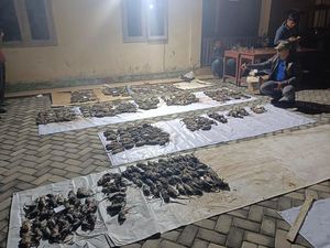 2 Kali Gagal Panen gegara Hama, Warga Sleman Gelar Lomba Tembak Tikus 2 Kali Gagal Panen gegara Hama, Warga Sleman Gelar Lomba Tembak Tikus