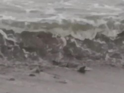 Ngeri, 5 Buaya Muncul di Pantai di Lampung-Bikin Warga Panik