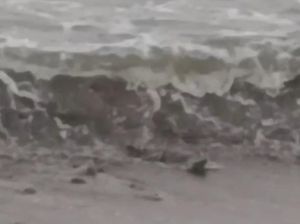 Penampakan 5 Buaya di Pantai Kelumbayan Lampung Bikin Panik Warga Penampakan 5 Buaya di Pantai Kelumbayan Lampung Bikin Panik Warga