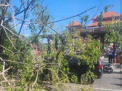 Pohon Beringin di Pasar Badung Tumbang Timpa Mobil dan 5 Motor