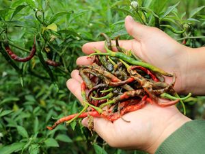 Tanaman Cabai Petani di Aceh Diserang Hama Lalat