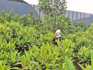 Kontribusi IMIP ke Lingkungan, Tanam Mangrove-Jaga Satwa Endemik Sulawesi