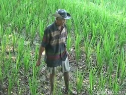 Ribuan Hektare Sawah di Purwakarta Diasuransikan, Ini Alasannya