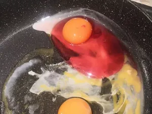 Viral Temuan Telur Warna Pink, Ahli Ingatkan Jangan Dimakan Viral Temuan Telur Warna Pink, Ahli Ingatkan Jangan Dimakan