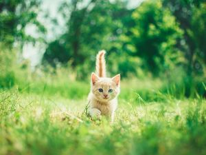 Jangan Pakai Racun, Ini 9 Cara Usir Kucing Liar dari Halaman Rumah Jangan Pakai Racun, Ini 9 Cara Usir Kucing Liar dari Halaman Rumah