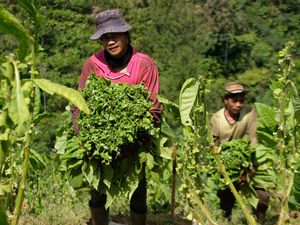 Panen Raya, Harga Tembakau Tembus Rp 75 Ribu/Kg