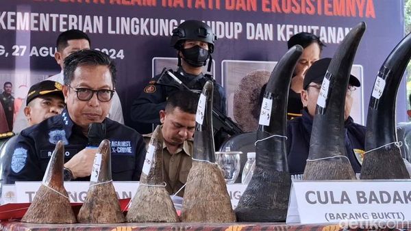 Penampakan Cula Badak-Pipa Gading Gajah yang Diamankan Gakkum LHK Sumsel