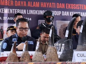 Penampakan Cula Badak-Pipa Gading Gajah yang Diamankan Gakkum LHK Sumsel