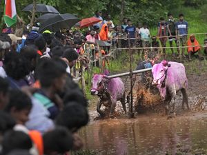 Potret Semarak Balapan Lembu di India Potret Semarak Balapan Lembu di India