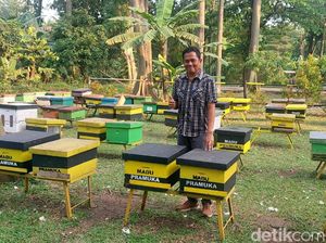 Taman Wisata Lebah Cibubur Punya 2 Jenis Lebah Budidaya dan Terapi Sengat Lebah Taman Wisata Lebah Cibubur Punya 2 Jenis Lebah Budidaya dan Terapi Sengat Lebah
