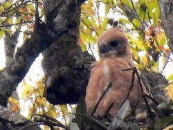 Tentang Hari Cinta Puspa dan Satwa Nasional, Diperingati 5 November