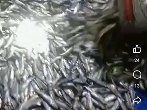Viral Ikan Naik ke Daratan di Selatan Jawa, BPBD Sebut Tak Terkait Bencana Viral Ikan Naik ke Daratan di Selatan Jawa, BPBD Sebut Tak Terkait Bencana