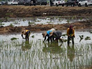 Petani Harap Rencana Kalteng Jadi Lumbung Pangan Dunia Terealisasi