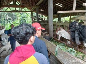 Beternak Hingga Panen Salak, Ini Beragam Aktivitas Seru di Desa Wisata Nganggring