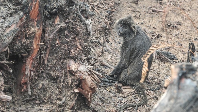 Hari Ke-10 Pemadaman Kebakaran Lahan Gambut di Riau