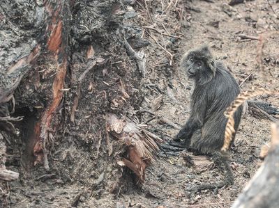 Potret Pilu Lutung Terdampak Karhutla di Muaro Jambi