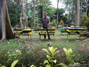 Melihat Destinasi Edukasi Taman Wisata Lebah Jakarta Timur Melihat Destinasi Edukasi Taman Wisata Lebah Jakarta Timur