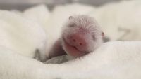 Potret Bayi Panda Kembar Lahir di Kebun Binatang Jerman