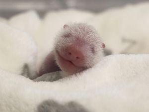 Potret Bayi Panda Kembar Lahir di Kebun Binatang Jerman