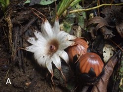 Mengenal Rhizanthes, Si Mungil nan Menawan Kerabat Raksasa Rafflesia