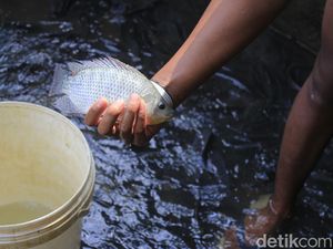 Jelajah Surga Ikan Nila Rangu di Ciamis