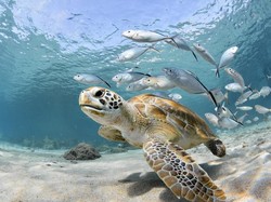 Hewan Laut Halal Dikonsumsi Asalkan Penuhi 5 Syarat Utama Ini