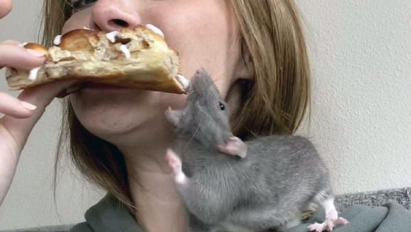 10 Aksi Kocak dan Menggemaskan Saat Hewan Peliharaan Curi Makanan
