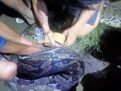 Awal Mula Warga Bone Bolango Tangkap-Bunuh Ular Piton 7,5 Meter Pakai Tombak
