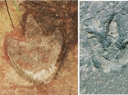 Ada Jejak Dinosaurus yang Mirip di Brasil - Kamerun, Bukti Pernah Jadi Satu?