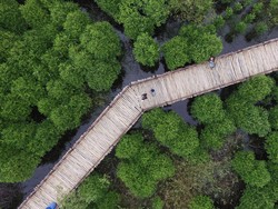Kebun Raya Mangrove Wonorejo: Harmoni Alam dan Edukasi di Pesisir Surabaya