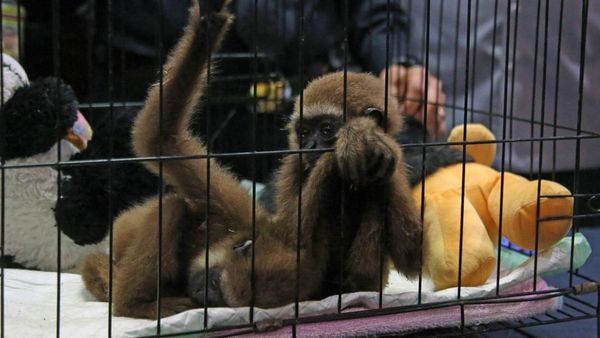 Penyelundupan Primata Langka Digagalkan, WN Mesir Jadi Tersangka