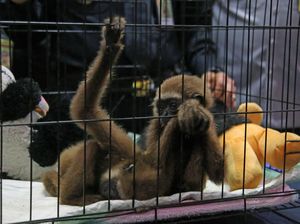 Penyelundupan Primata Langka Digagalkan, WN Mesir Jadi Tersangka Penyelundupan Primata Langka Digagalkan, WN Mesir Jadi Tersangka
