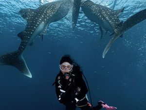 Mau Coba Berenang dengan Hiu Paus? Kenali Dulu Karakteristiknya Yuk Mau Coba Berenang dengan Hiu Paus? Kenali Dulu Karakteristiknya Yuk