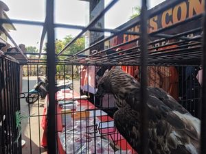 Remaja 16 Tahun Nekat Jual Satwa Dilindungi Berakhir Ditangkap Polisi