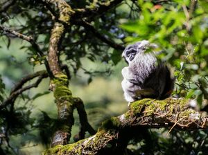 Ssst... Ini Dia Penunggu Pegunungan Hutan di Puntang Jawa Barat