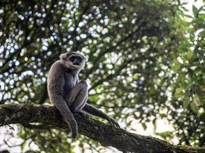 Ekspedisi Pegunungan Sanggabuana: Ditemukan 107 Kelompok Owa Jawa yang Langka
