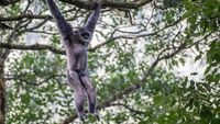 Potret Kawanan Owa Jawa, Penghuni Pegunungan Puntang
