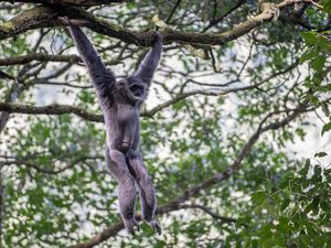Potret Kawanan Owa Jawa, Penghuni Pegunungan Puntang