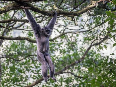 Potret Kawanan Owa Jawa, Penghuni Pegunungan Puntang