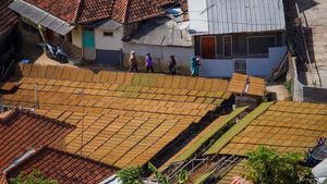 Potret Penjemuran Tembakau di Tanjungsari Sumedang