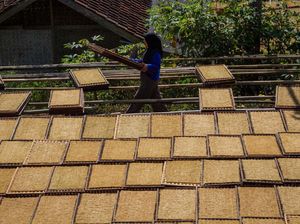 Keluh Petani Aturan Kemasan Rokok Polos Bikin Harga Jual Tembakau Ambruk Keluh Petani Aturan Kemasan Rokok Polos Bikin Harga Jual Tembakau Ambruk