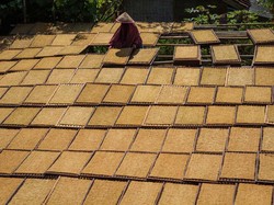 Miris! Aturan Penyeragaman Kemasan Rokok Tanpa Merek Bisa Bikin Rugi Petani