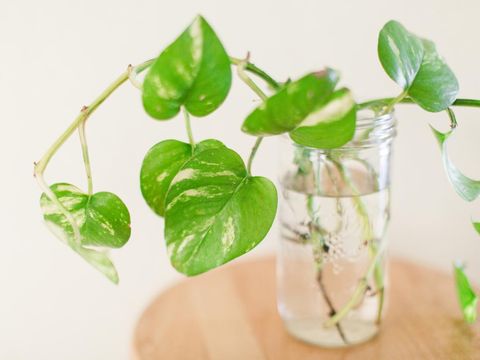 Propagating a Golden Pothos Plant in a mason jar in Palm Beach, Florida.Also known as the Epipremnum aureum. The Pothos Plant is a trailing, leafy vine that can reach lengths of up to 40 feet in tropical jungles. Its genus name is derived from the Greek words epi (meaning upon) and premnon (meaning a trunk) in reference to its growing on tree trunks.Indoors, the pothos plant usually confines itself to about six to 10 feet. Its leaves are bright and waxy with a noteworthy pointed heart shape, and are often green or variegated in white, yellow, or pale green. It is rare for them to flower or produce berries, especially indoors, but certain varietals can have tiny, petal-less white flowers that feature small berries.Also called devil's ivy, pothos can be grown in hanging baskets or as a potted plant on a desk. They are excellent at helping to purify the air and tolerant of fluorescent light, making them a popular choice for office environments. These plants can also help cleanse the air when grown in your home or office, as well.