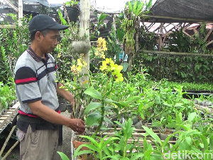 Budidaya Anggrek Cantik di Lumajang Bikin Eko Cuan hingga Rp 15 Juta Budidaya Anggrek Cantik di Lumajang Bikin Eko Cuan hingga Rp 15 Juta
