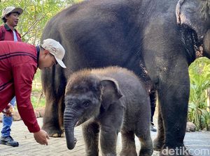 KBS Kenalkan Anak Gajah Rocky Balboa ke Pegunjung KBS Kenalkan Anak Gajah Rocky Balboa ke Pegunjung